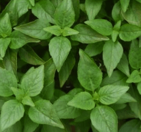 Oregano Extract