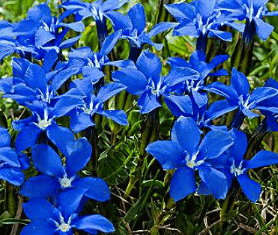 Gentian Extract