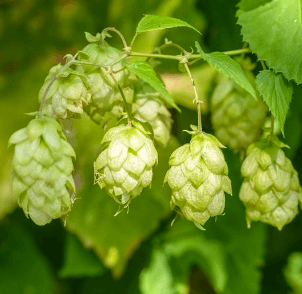 Hops Extract