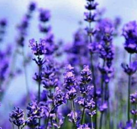 Lavender Extract