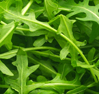 Eruca sativa Extract