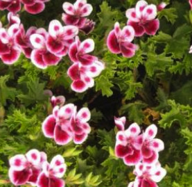 Pelargonium Sidoides Extract