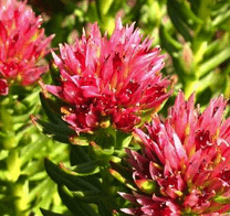 Rhodiola Rosea Extract