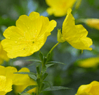 Primrose Extract