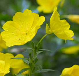 Primrose Extract