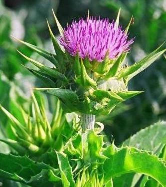 Sillybum marianum Extract #T