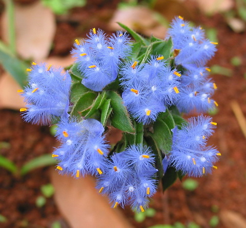 Cyanotis Arachnoidea Extract powder Ecdysterone  