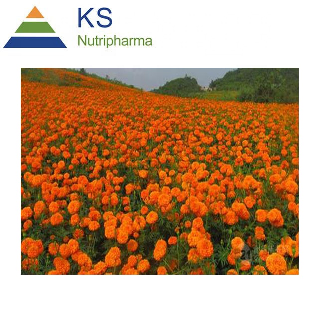 Marigold extract Lutein 5%-90%  