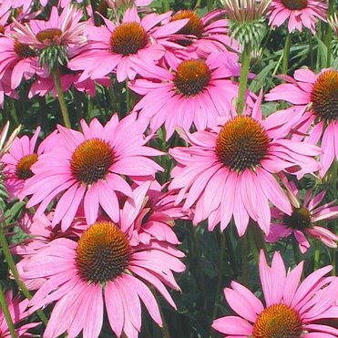 Echinacea purpurea extract Cichoric acid 2% 4%