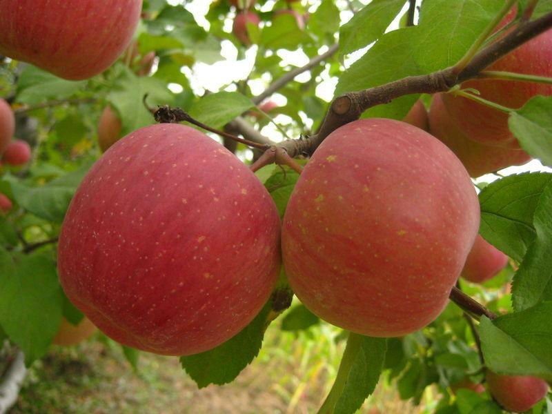 Apple extract #T  