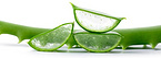 Aloe Vera Extract Aloin and Aloe Emodin #A