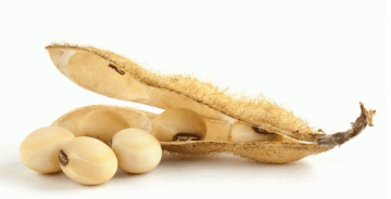 Soybean Extract Powder Phosphatidylserine #A  