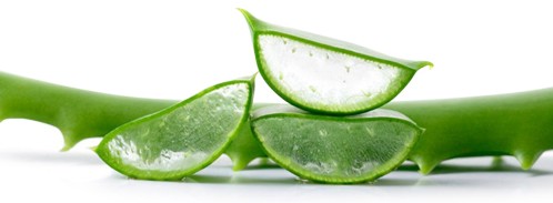 Freeze-dried Aloe Vera Gel Powder #A  