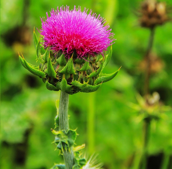 Milk Thistle PE