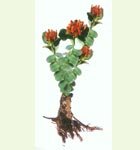 Rhodiola rosea extract Salidroside 1%-5%  