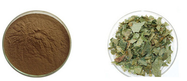 Epimedium Leaf Extract Icariin Icariins #A