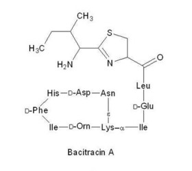 Bactrian