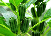 Sesame Seed Extract (Sesapower?)