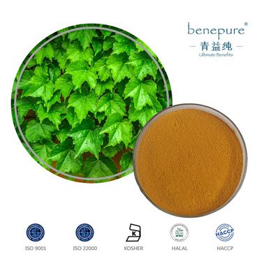 Ivy Leaf Extract