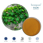 Ivy Leaf Extract