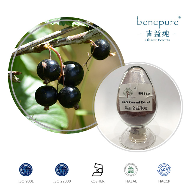 Black Currant Extract  