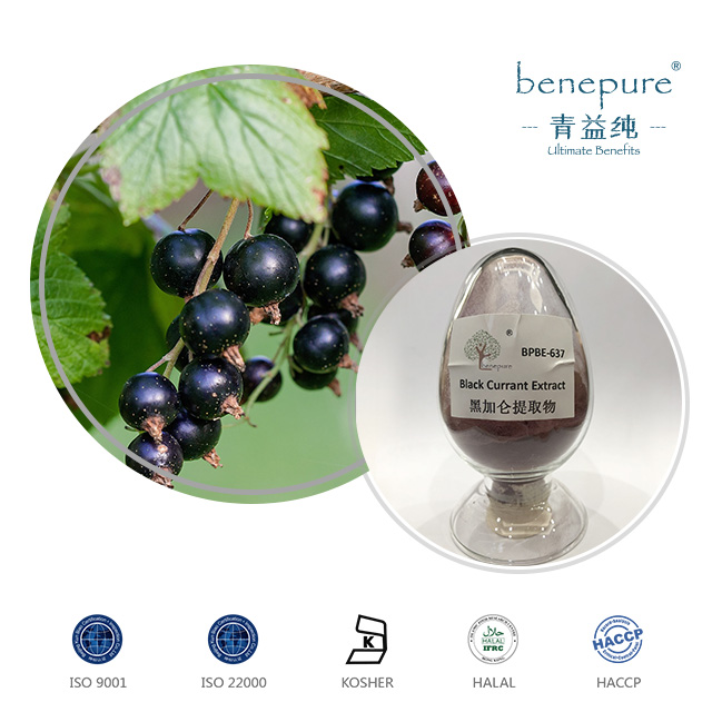 Black Currant Extract  