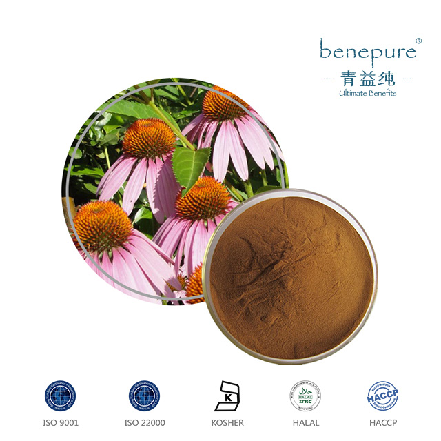 Echinacea Purpurea Extract  
