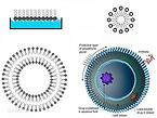 liposome