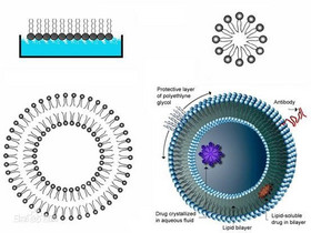 liposome