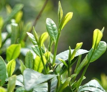 Green Tea extract powder