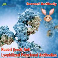 Lyophilized Secondary Antibody Polyclonal