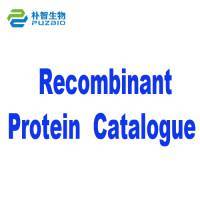 Recombinant Protein Research Use only