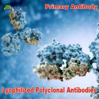 Lyophilized Polyclonal Antibodies Primary Antibody