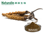 Cordyceps Extract