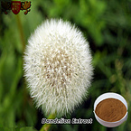 Dandelion extract