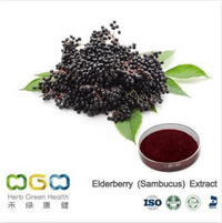 Elderberry (Sambucus) Extract