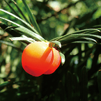 Paclitaxel(Natural)，Paclitaxel(Semi-Synthetic)，Docetaxel，Docetaxel·Trihydrate，Cephalomannine，Cabazit