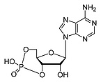 Cyclic adenosine monophosphate