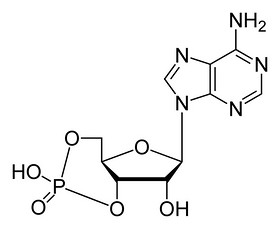 Cyclic adenosine monophosphate