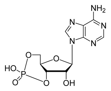 Cyclic adenosine monophosphate