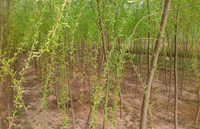 white willow bark extract 15% salicin  