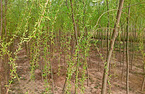 white willow bark extract 80% salicin