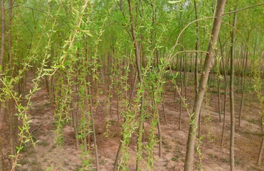 white willow bark extract 10:1