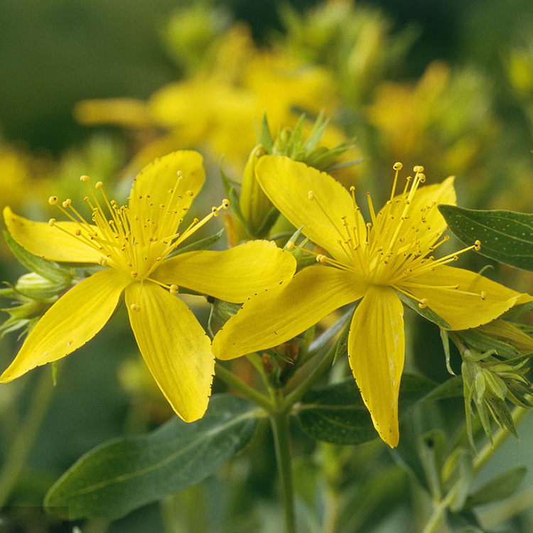 St. John’s Wort. Extract 0.3% Total Hypericin  