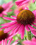 Echinacea Purpurea Extract