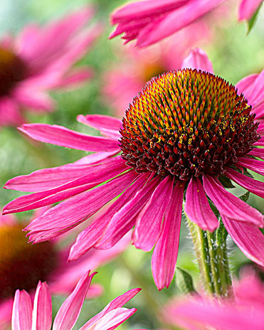 Echinacea Purpurea Extract 4%Echinacea Polyphenols