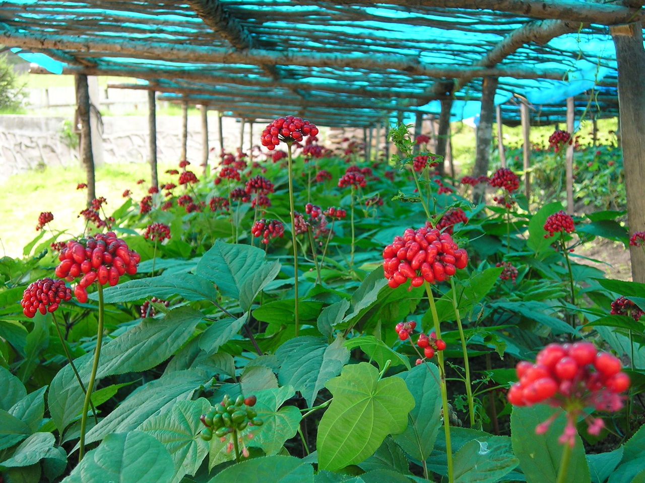 American Ginseng Extract  