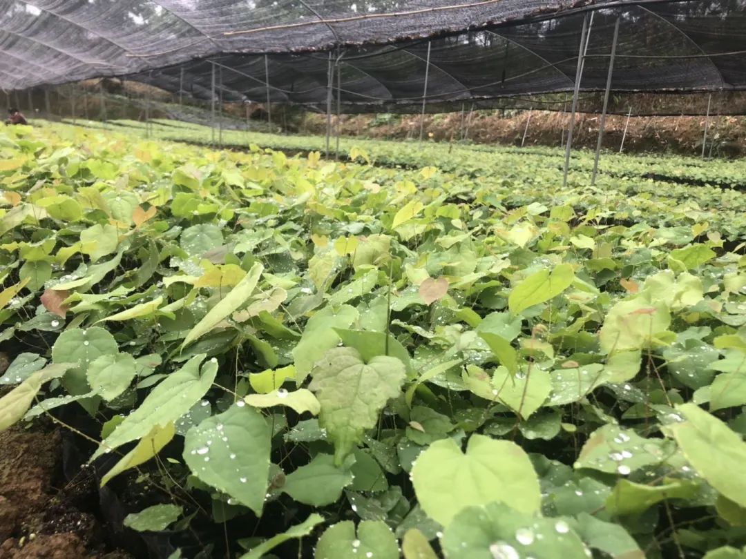 Epimedium Extract  98% Icariin  