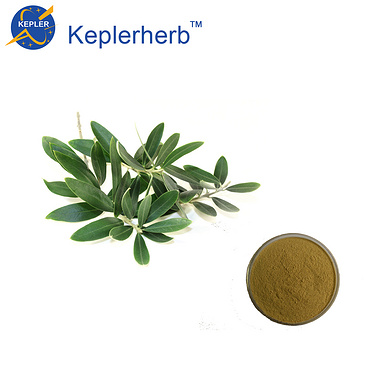 olive leaf extract 40% Oleuropein