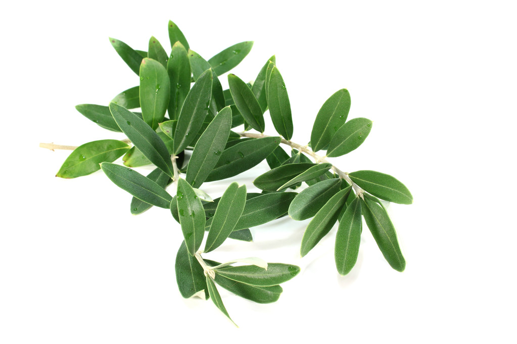 olive leaf extract 10% Oleuropein  